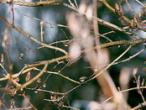 Весенние программные обновления для цифровых фотоаппаратов PENTAX