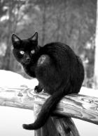 котег