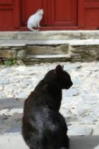 Черная кошка, белый кот