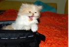 Мой кофр !
