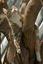 Кошачьи привычки